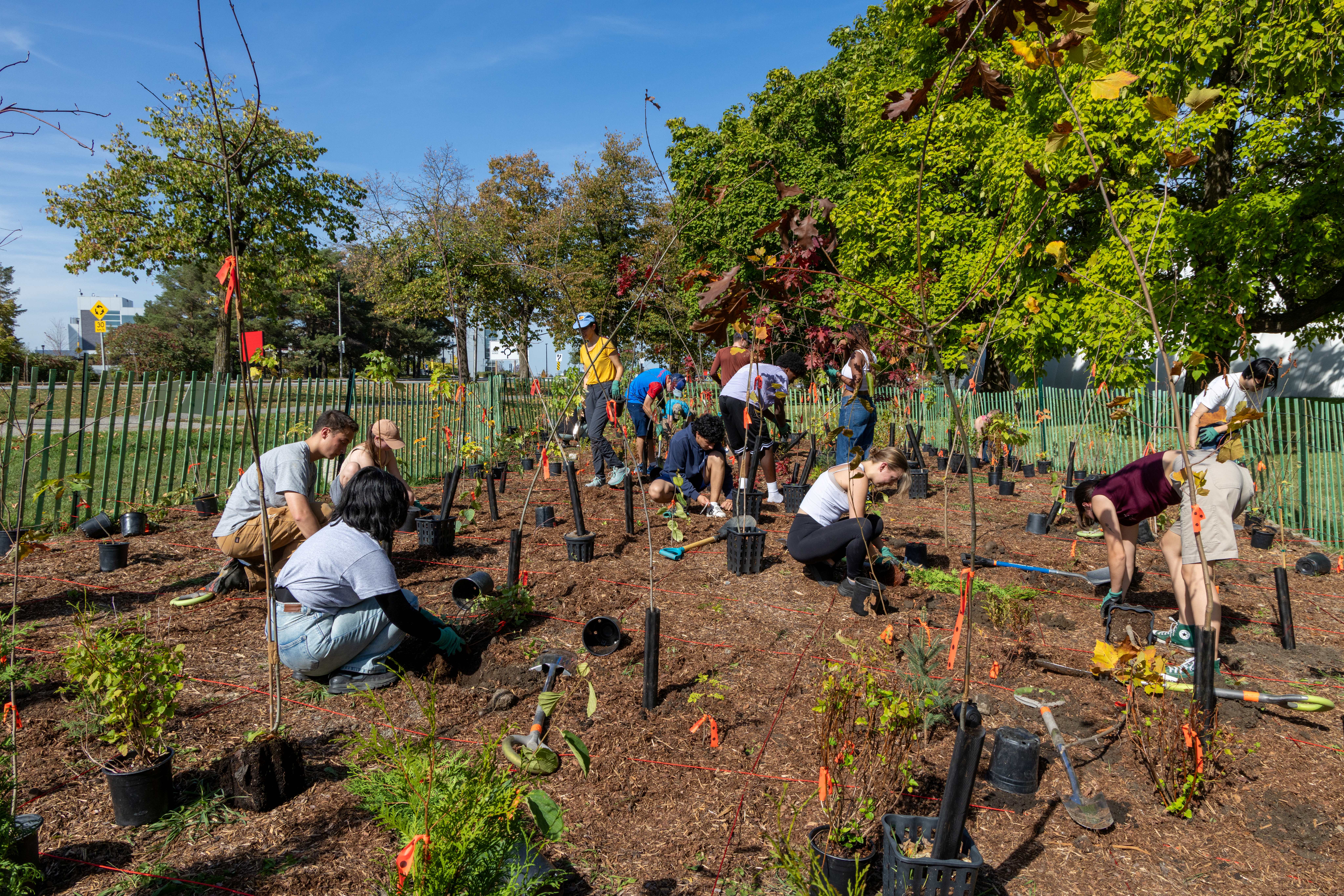 People kneel in the dirt and put plants into holes in the dirt with green lawns visible in the background.